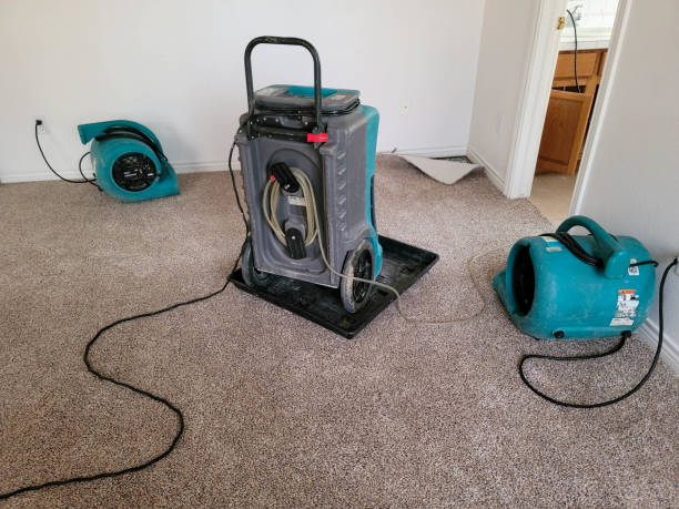 Best Professional water damage repair  in Shenandoah, LA